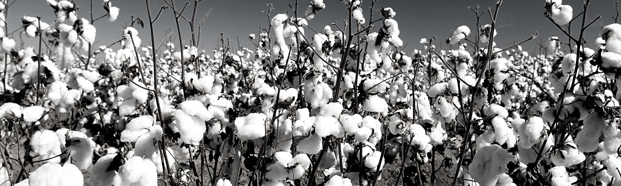 cotton