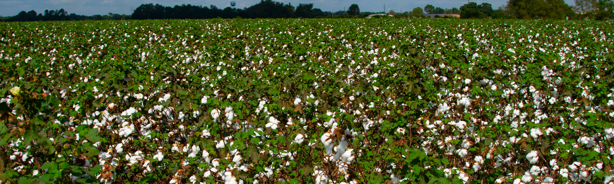 cotton